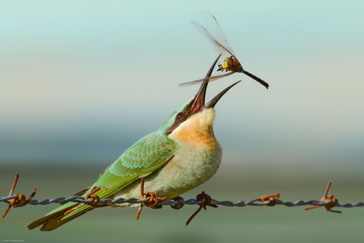 bird photography catch by rahul wedpathak