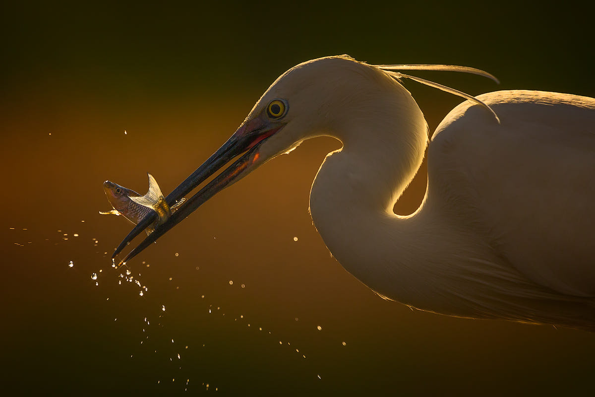 bird photography fishing by rashid sabzali