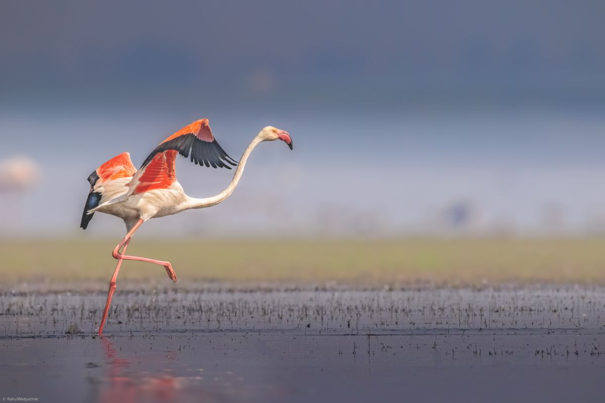 bird photography flamingo by rahul wedpathak