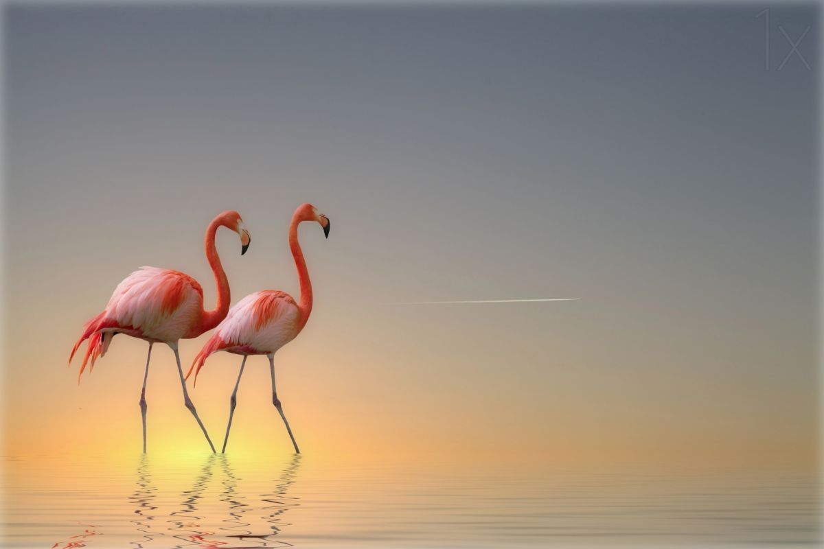 bird photography flamingoes by anna cseresnjes