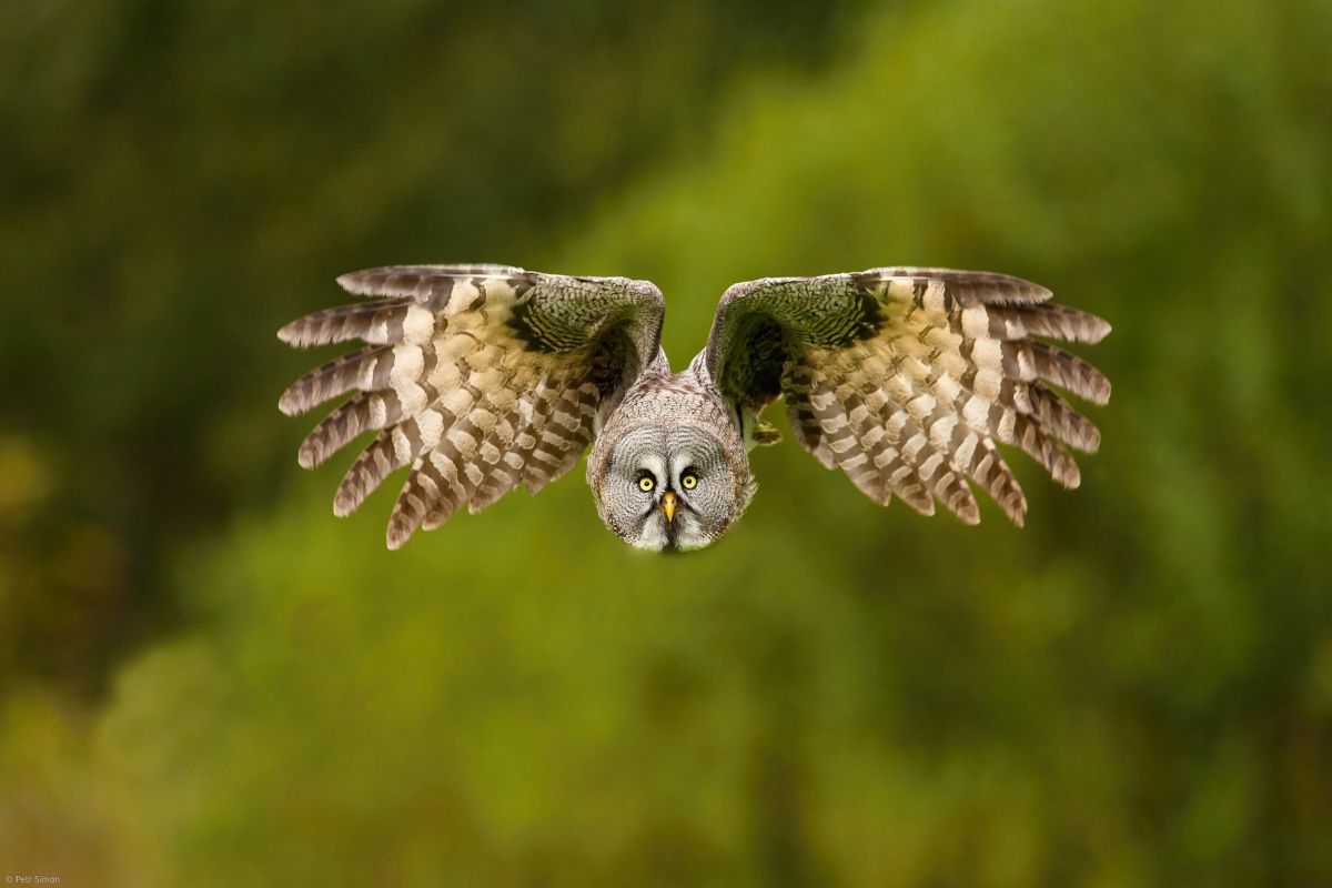 bird photography grey owl by petr simon