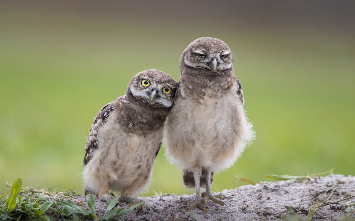 bird photography owl friends by greg barsh