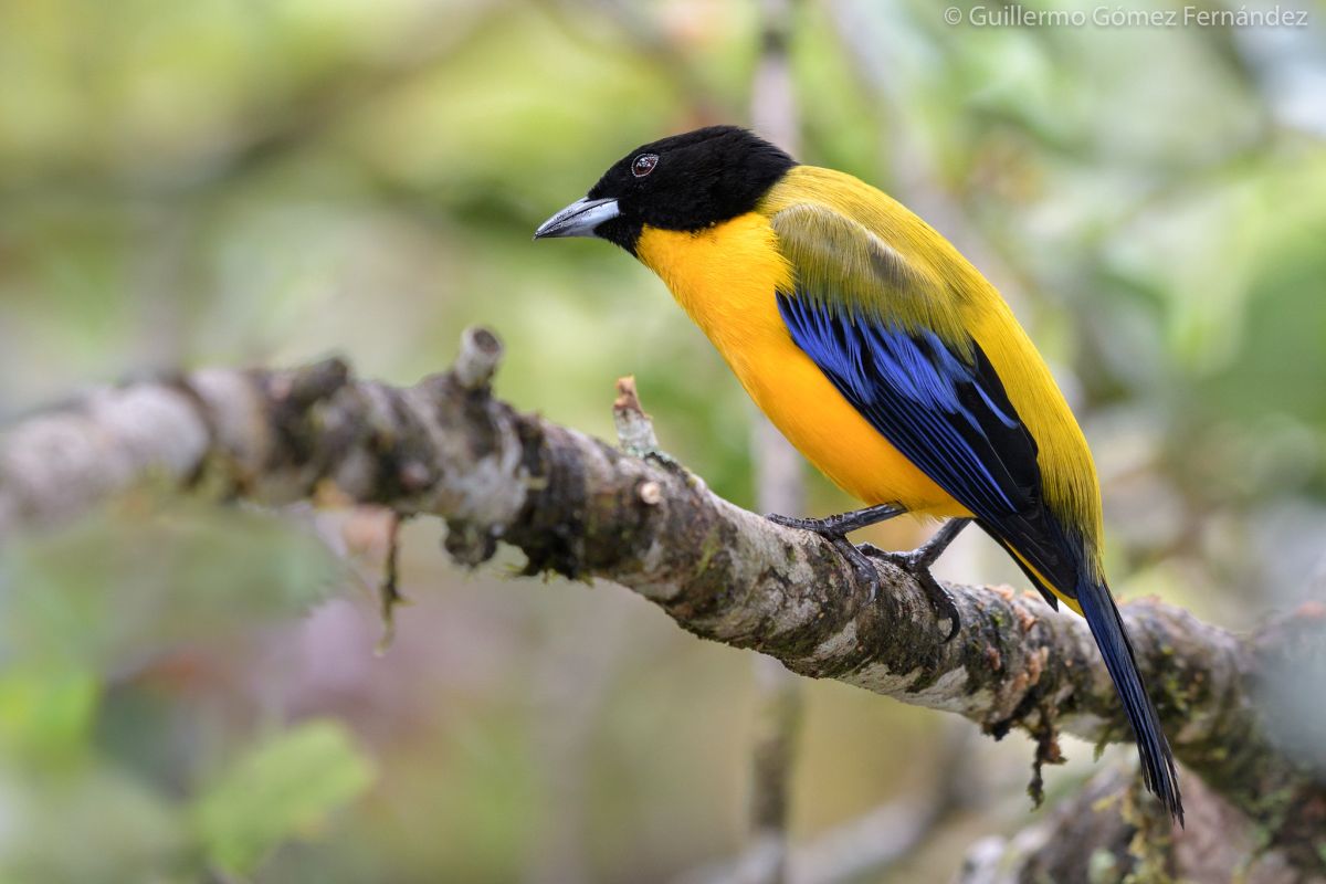 bird photography tanager by memo gomez