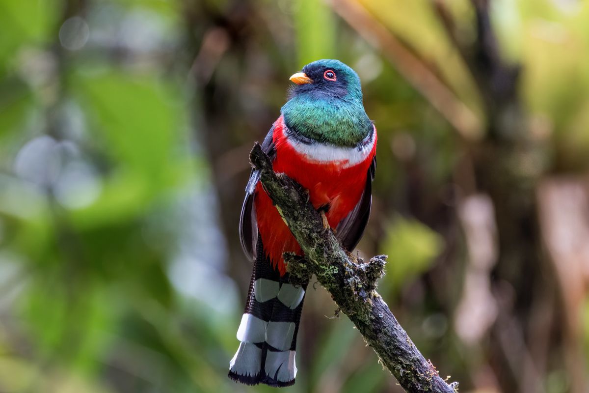 bird photography trogon by georges lissillour