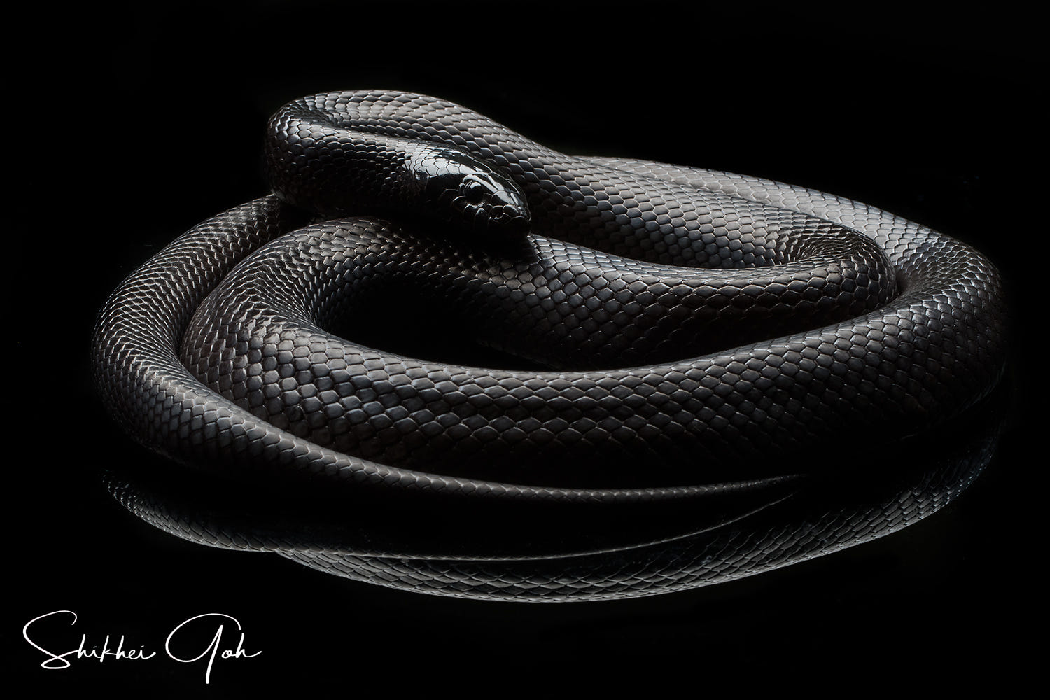 black white photography king snake by shikhei goh