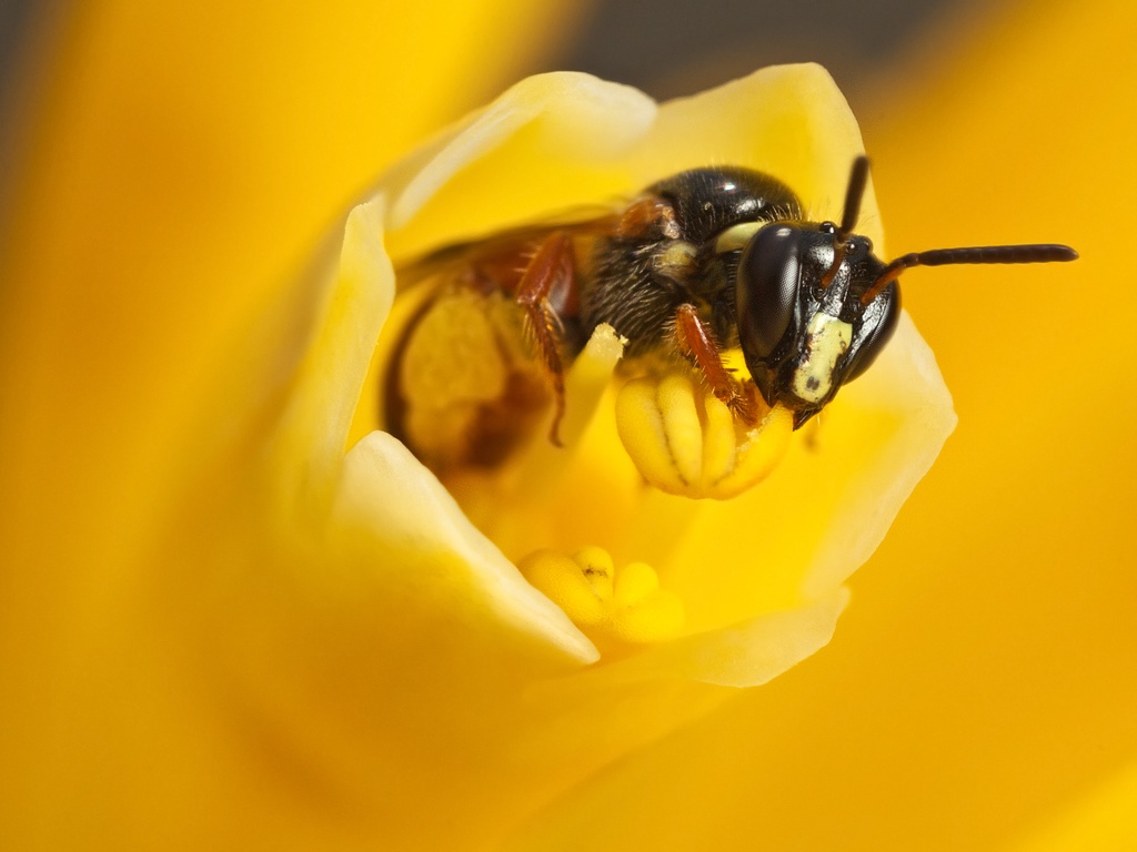 macro photography bee by john cogan