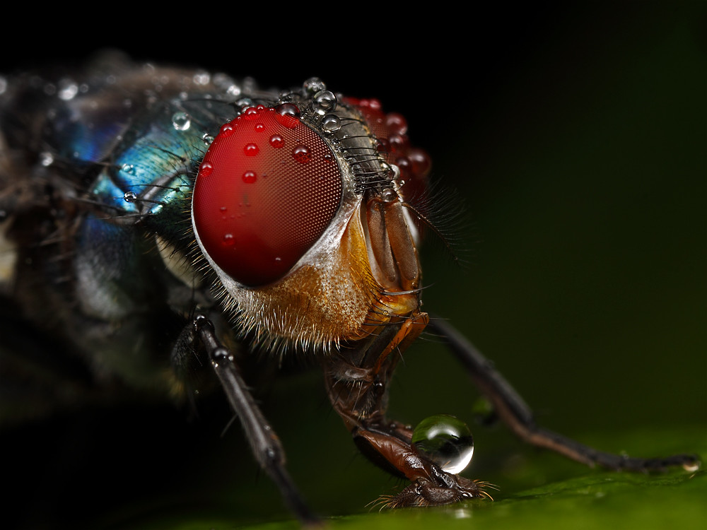 macro photography droplets on a fly by john cogan
