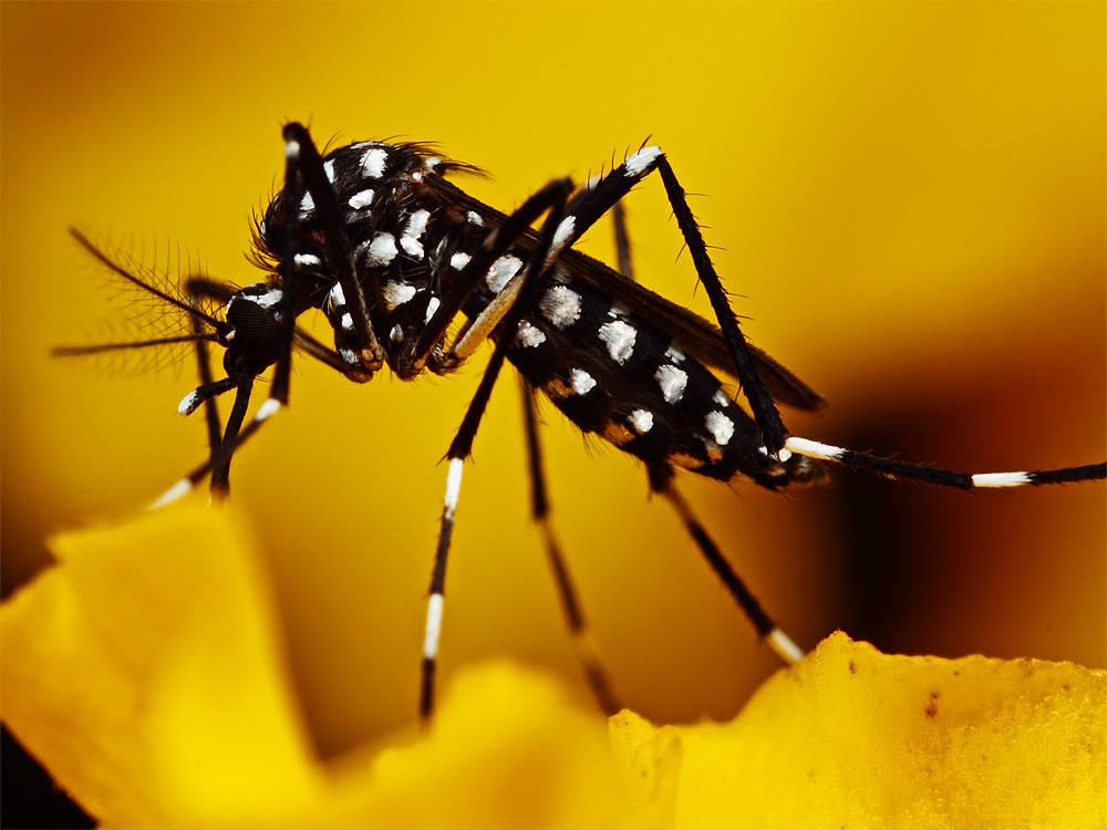 macro photography mosquito by john cogan