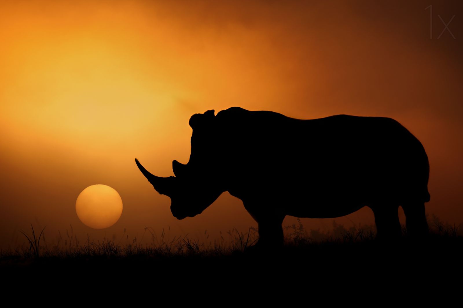 sunrise photography rhino by mario moreno